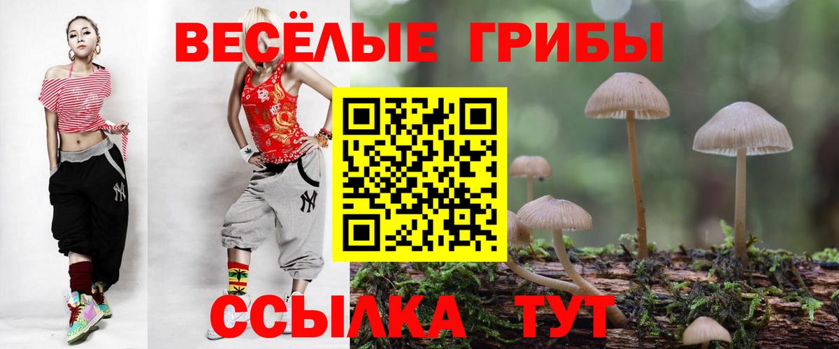 Псилоцибиновые грибы Psilocybe Хасавюрт